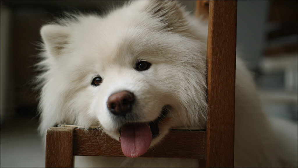 椅子の隙間から穏やかな表情で顔を出し、リラックスして舌を出しているサモエド犬。『反応しない練習』の書籍紹介イメージ。