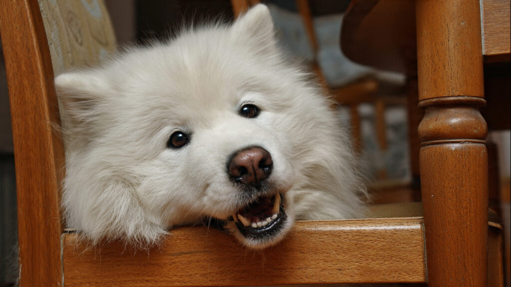 椅子の下から顔を出し、いたずらっぽく笑うサモエド犬。『すごい言い訳！』の書籍紹介のイメージ画像。